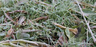 przymrozek-podkarpacie