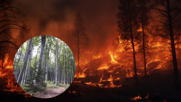 ogien-plonacy-dzika-przyrode