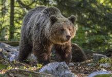 Niedźwiedzie z Cisnej unikną odstrzału? Wiceminister klimatu chce je przenieść do Tatrzańskiego Parku Narodowego