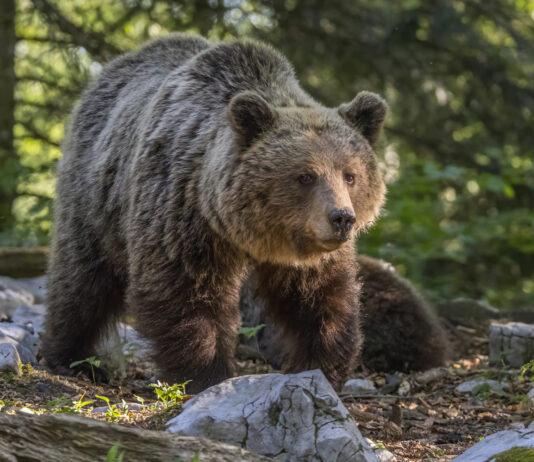 Niedźwiedzie z Cisnej unikną odstrzału? Wiceminister klimatu chce je przenieść do Tatrzańskiego Parku Narodowego