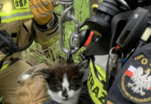 Mały kot, wielka akcja! Strażacy ruszyli na ratunek uwięzionemu zwierzakowi