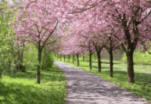 baranowka-park-wisnie