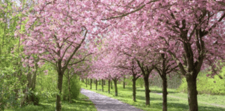 baranowka-park-wisnie