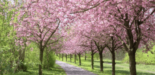 baranowka-park-wisnie