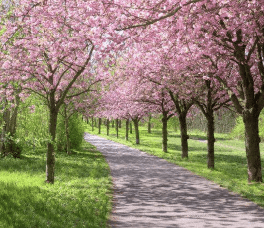 baranowka-park-wisnie