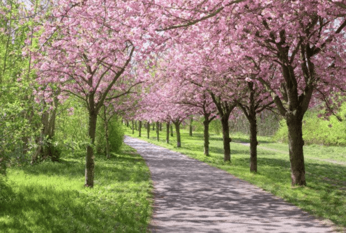 baranowka-park-wisnie