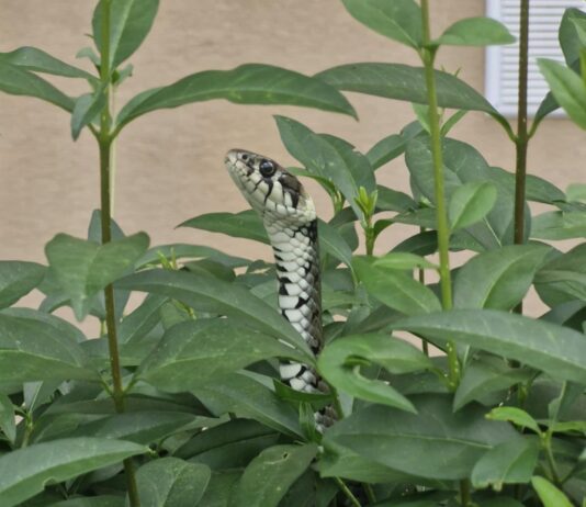 Syczący gość przy ulicy Paderewskiego w Rzeszowie zaskroniec-rzeszow