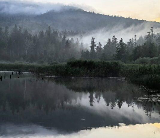 Ważny projekt dla przyrody na Podkarpaciu. W planach przywrócenie naturalnej równowagi