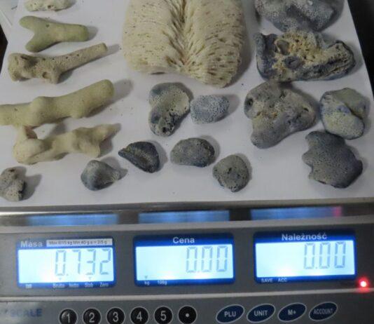 Nielegalne koralowce z Tajlandii. Celnicy z Jasionki zatrzymali Ukrainkę