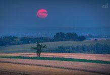 rozowy-ksiezyc-podkarpacie