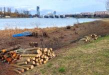 wislok-wycinka-drzew