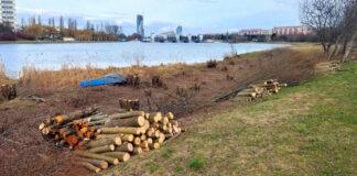 wislok-wycinka-drzew