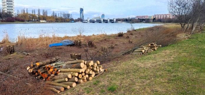 wycinka-drzew-wislok wislok-wycinka-drzew