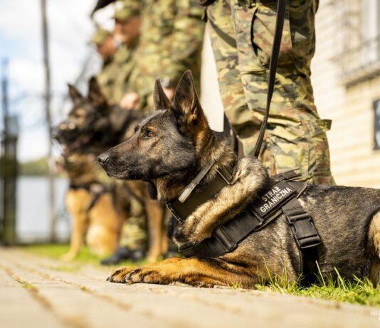 Ćwiczenia psów formacji mundurowych na Podkarpaciu. Tropienie, przeszukiwanie i wiele więcej