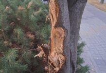 dewastacja-drzew-rzeszow