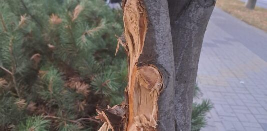 dewastacja-drzew-rzeszow