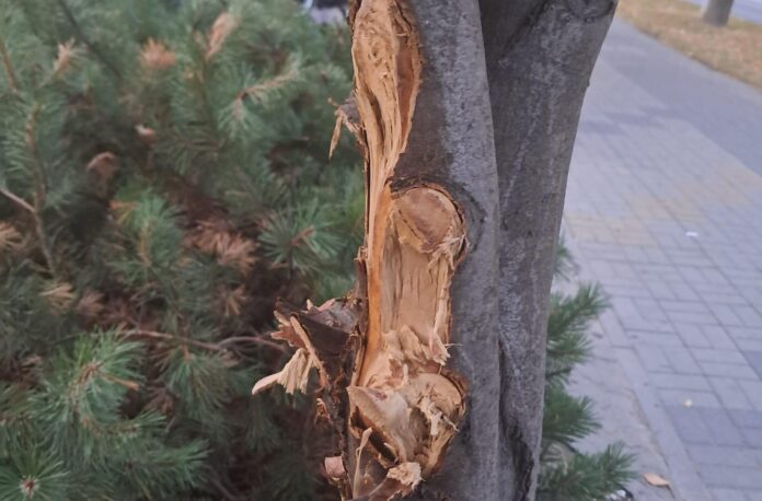 dewastacja-drzew-rzeszow