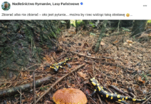 jaszczurki-salamandry-grzyb