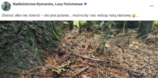 jaszczurki-salamandry-grzyb