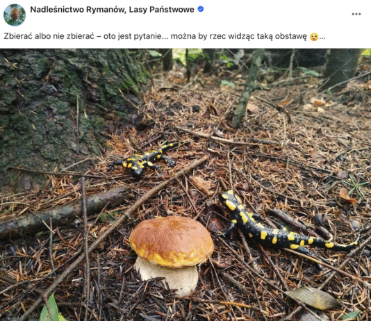 jaszczurki-salamandry-grzyb