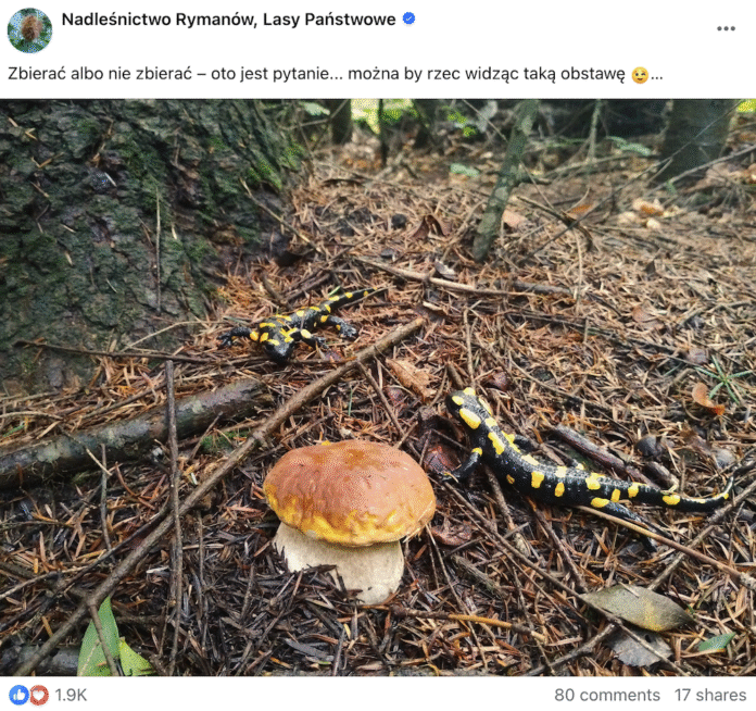 jaszczurki-salamandry-grzyb