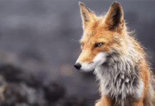 szczepienie-lisy-podkarpacie