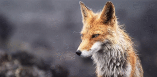 szczepienie-lisy-podkarpacie