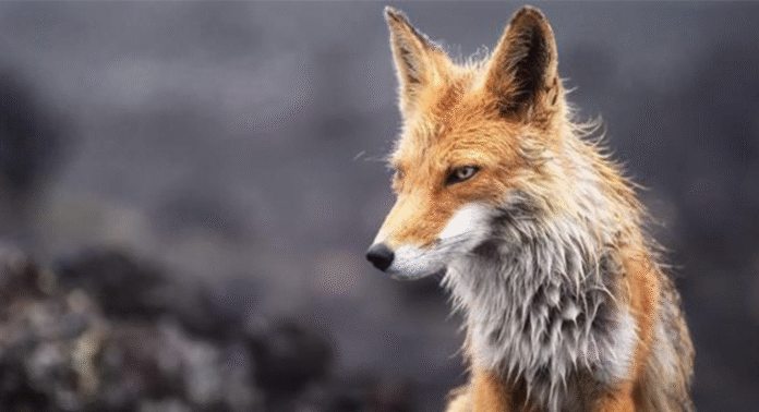 szczepienie-lisy-podkarpacie