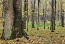 Nowy rezerwat przyrody na Podkarpaciu. „Las Zapaśny” ma chronić przyrodę i pamięć leśników