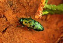 Inwazyjny owad zauważony w Rzeszowie. To zagrożenie dla miejskiej zieleni