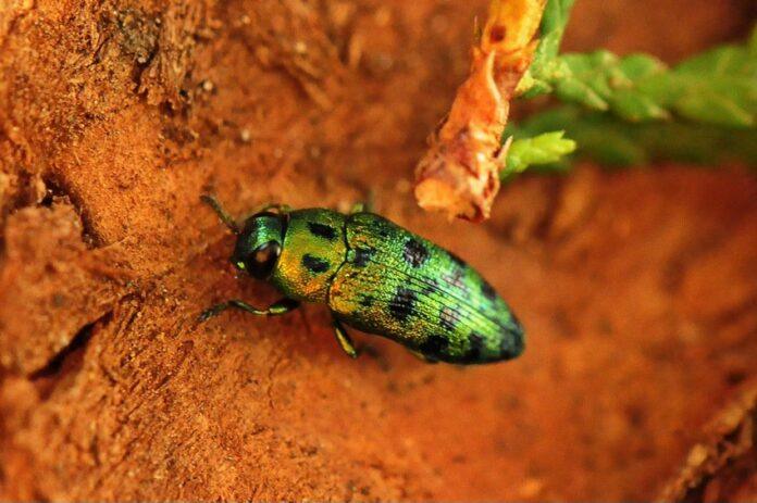 dumek-inwazyjny-owad-w-rzeszowie-1