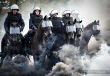 Konie w policji. Do czego są potrzebne i jak wygląda ich egzamin?