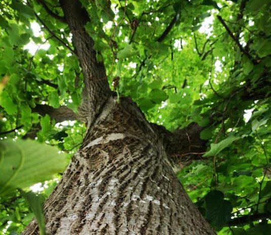 Podkarpacie wyda blisko 400 tys. zł na ochronę drzew, w tym pomników przyrody