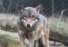 Konsekwencje za zastrzelenie wilka na Podkarpaciu. Myśliwy odpowie przed sądem