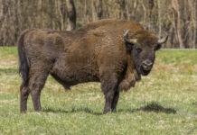 Żubr, który padł na Podkarpaciu z podejrzeniem gruźlicy. 6 osób pod nadzorem epidemiologicznym