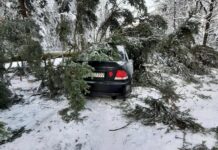 drzewo spadło na samochód podkarpacie