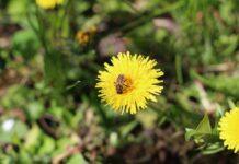 Od 2015 roku Podkarpacie posadziło 66 tys. roślin miododajnych. Wydano prawie milion złotych