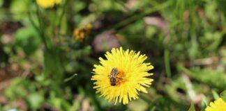 Od 2015 roku Podkarpacie posadziło 66 tys. roślin miododajnych. Wydano prawie milion złotych