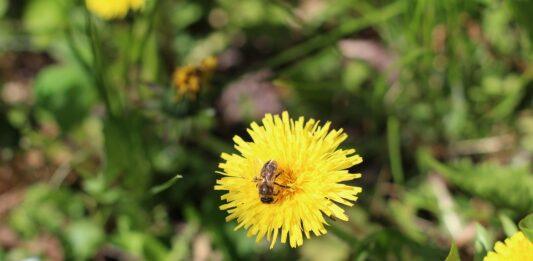 Od 2015 roku Podkarpacie posadziło 66 tys. roślin miododajnych. Wydano prawie milion złotych