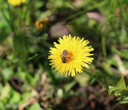Od 2015 roku Podkarpacie posadziło 66 tys. roślin miododajnych. Wydano prawie milion złotych