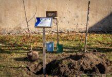 Jabłoń Józefa Ulmy trafiła na Słowację