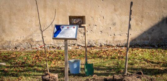 Jabłoń Józefa Ulmy trafiła na Słowację