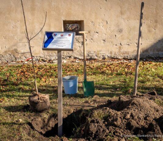 Jabłoń Ulmów trafiła na Słowację. To symboliczne upamiętnienie rodziny w Kraju Preszowskim Jabłoń Józefa Ulmy trafiła na Słowację