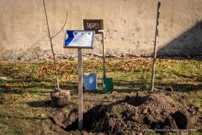 Jabłoń Józefa Ulmy trafiła na Słowację