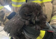 Sowa w przewodzie kominowym