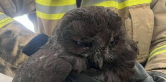 Sowa w przewodzie kominowym