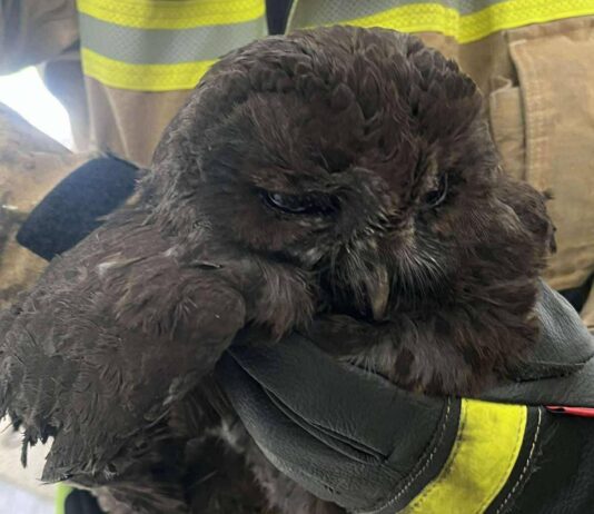 Sowa w przewodzie kominowym