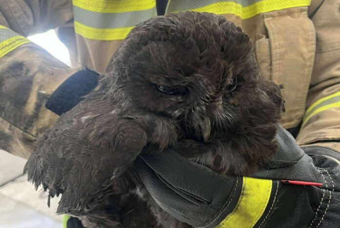 sowa-przewod-kominowy Sowa w przewodzie kominowym