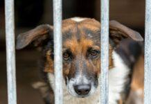 Oferta pracy: pracownik administracji w schronisku dla zwierząt w Rzeszowie