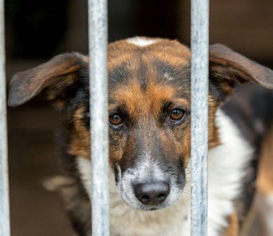 Oferta pracy: pracownik administracji w schronisku dla zwierząt w Rzeszowie